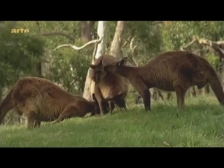 animal sexual behavior / part 3 - in australia