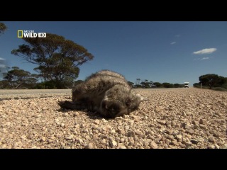 wild australia 3 into the kingdom of the wombat (2014) hd