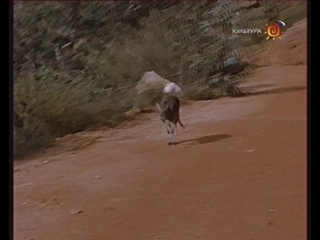 skippy / skippy the bush kangaroo. (1967) (australia)