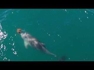dolphins the spy in the pack movie 2