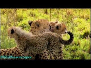 bbc animal stories (episode 11) (documentary, 2008)