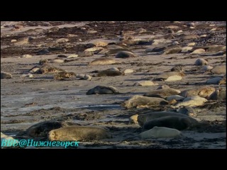 bbc animal stories (episode 01) (documentary, 2008)