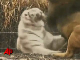 white tiger vs african lion