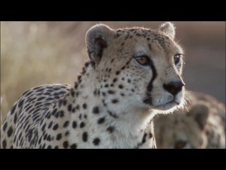 bbc life (cheetah evolution)