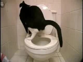 cat pooping in the toilet watch till the end