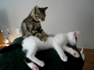 cat massages a cat