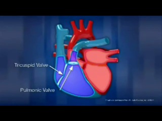 how the human heart works