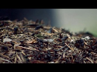 an impressive documentary ants. the secret power of nature
