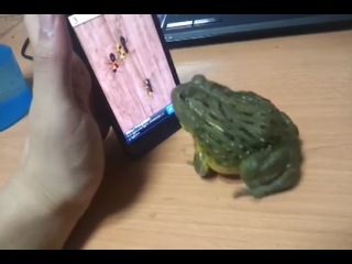hungry frog eats ants on smartphone