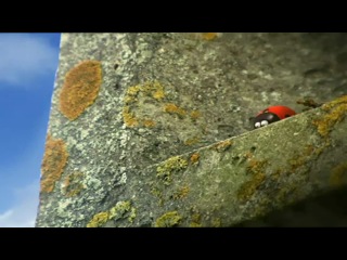 insects - ladybug teasing flies